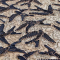 In Flight Embroidered Mesh Fabric | Blue Moon Fabrics