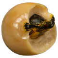 Turtle And Egg Tagua Carving
