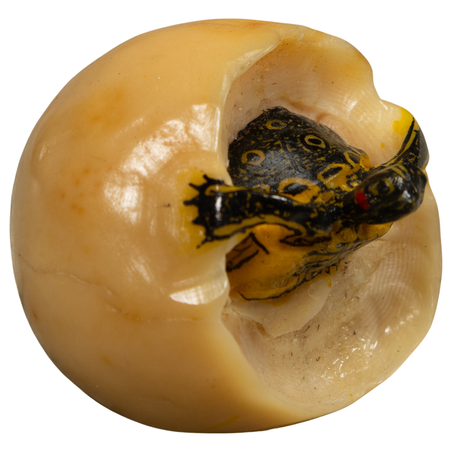 Turtle And Egg Tagua Carving