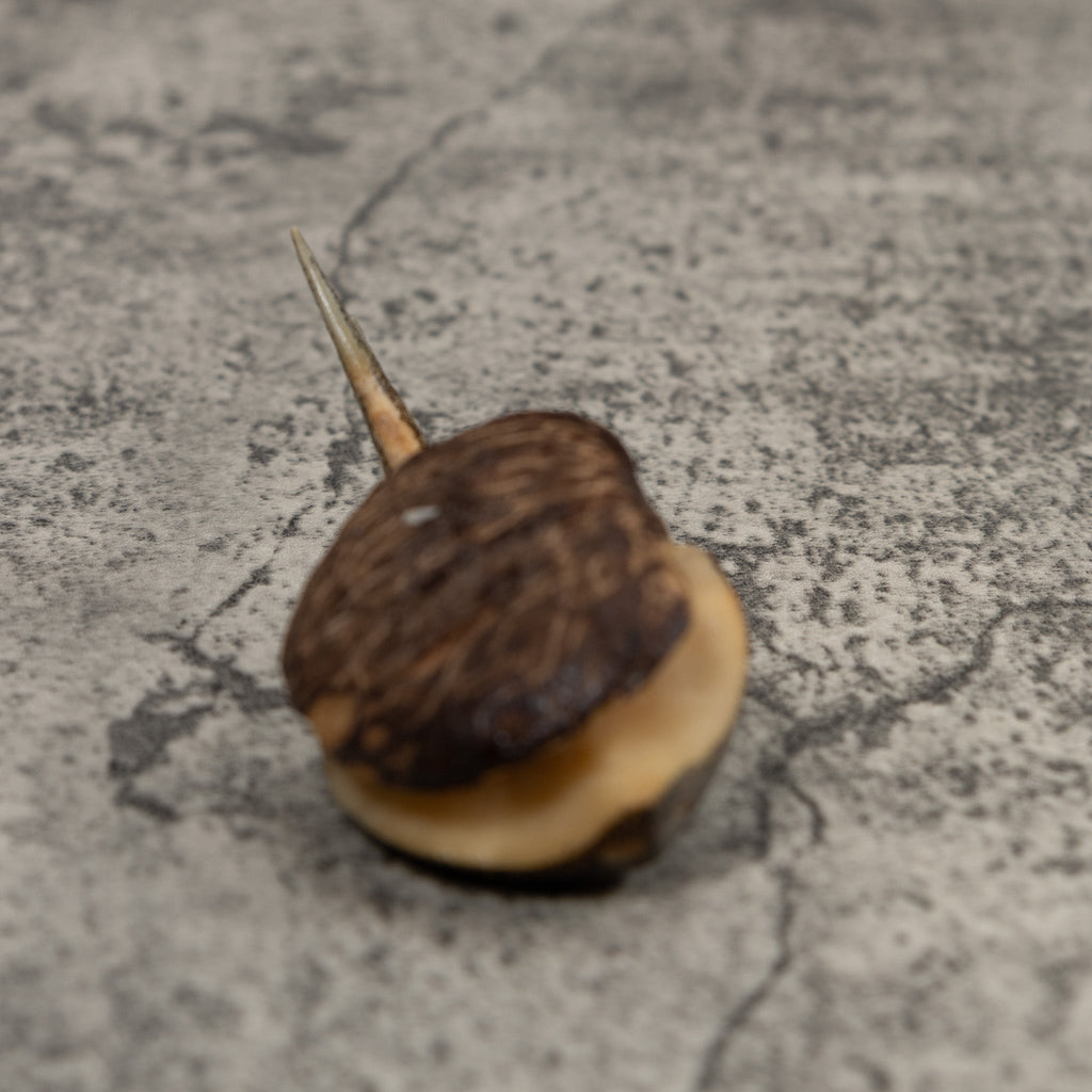 Ocean Stingray Tagua Carving
